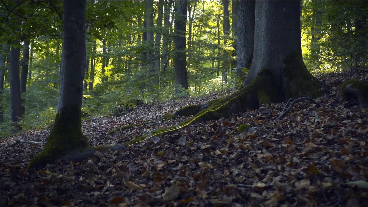 DAS GEHEIME LEBEN DER BÄUME Film - Trailer und Clip