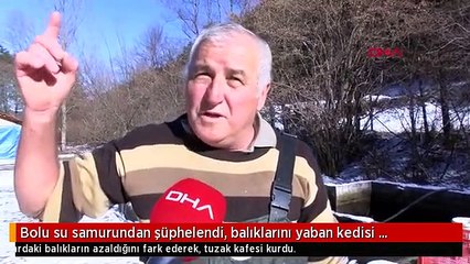 Bolu su samurundan şüphelendi, balıklarını yaban kedisi yiyormuş
