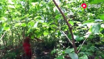 The most authentic roast pig practice