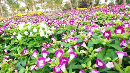 #Nunchaku kid at #Vinhomes center grand park. Xuân canh Tý 2020. Côn nhị khúc KANCLUB (PART 3)