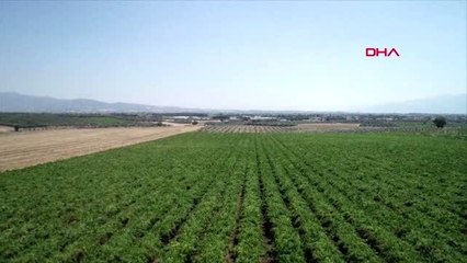 Manisalı çiftçiler soğuk ve yağışlı havadan memnun