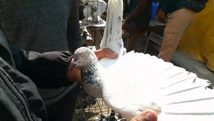 কবুতরের নাম ও দাম সহ মিরপুর কবুতর হাটের ভিডিও প্রতিবেদন|Pigeons Name & Prices In Mirpur Hat