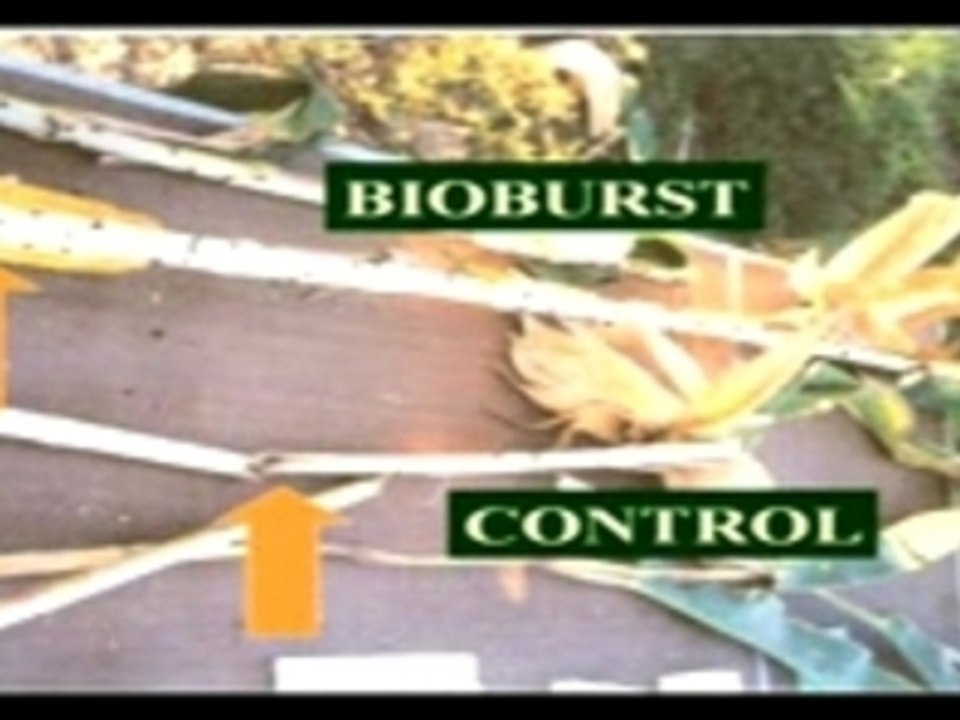 Corn, soybeans, alfalfa, wheat 2