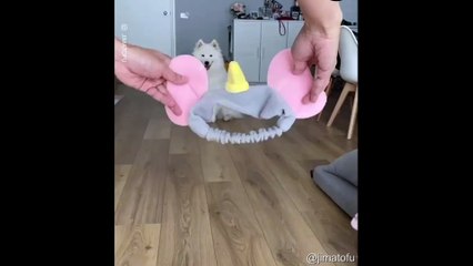 Ce chien se prend pour Dumbo et il nous a fait fondre !