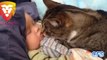 Funny and Cute Cats Kissing Babies Compilation