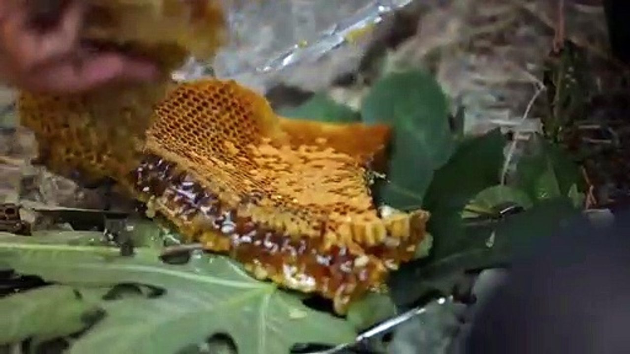 Bal Ülkesi FIlm