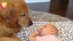 Funny Babies Talking to Dogs - Funny Dog and Baby Videos