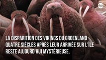 Les Vikings auraient disparu du Groenland au XVe siècle parce qu'ils auraient décimé les morses