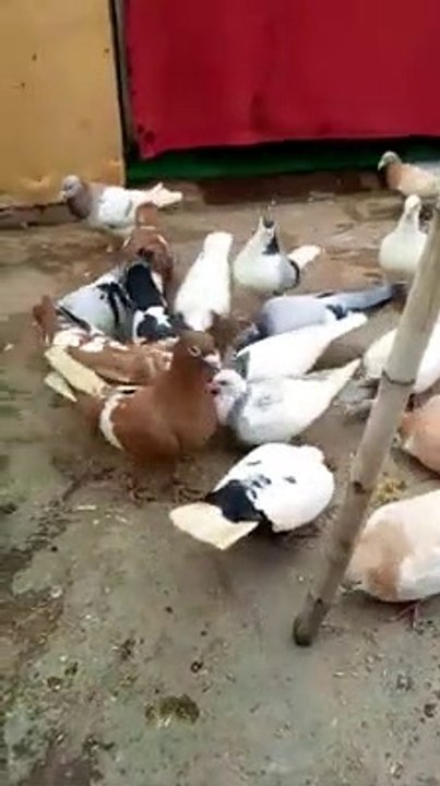 Pakistani Columbidae - Pigeons || How to Feeding Pigeons || Nature is Amazing