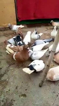 Pakistani Columbidae - Pigeons || How to Feeding Pigeons || Nature is Amazing