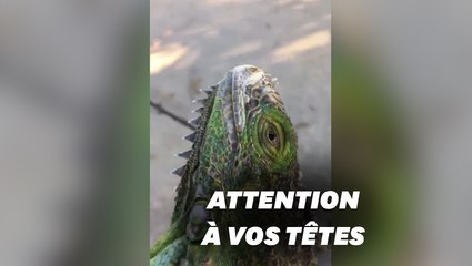 Télécharger la video: Des iguanes sont tombés du ciel à Miami