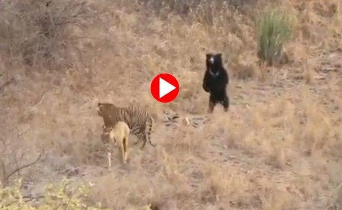 जब दो बाघों से अकेले भिड़ गया भालू, सांसद ने शेयर किया वीडियो