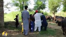 Mirdal Kassab Ow Doctor Saab - Akhtar De Mubarak Sha - Kassab Ow Palambar Pashto Funny Videos