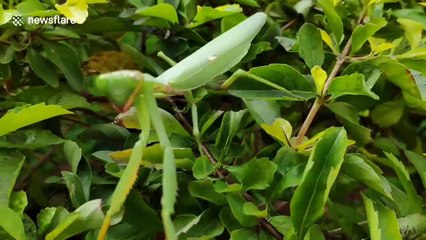 Praying mantis waggles its claws at photographer