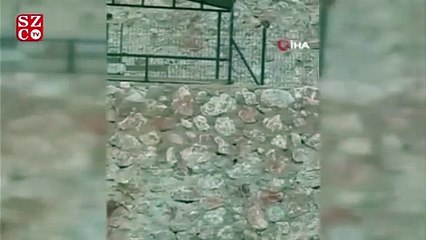 Karga ile sincabın oyunu cep telefonuyla görüntülendi