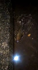 Moradores do Bairro Das Laranjeiras, em Jacaraipe, encontram peixe em alagamento