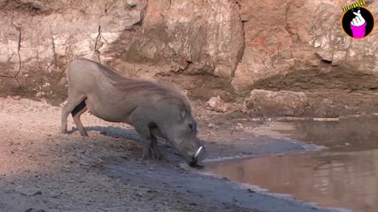 Kocak! Lagi Nyantai Minum Dipinggir kali, Tiba-Tiba Datang Buaya Menerkam. Lihat Yang Terjadi!