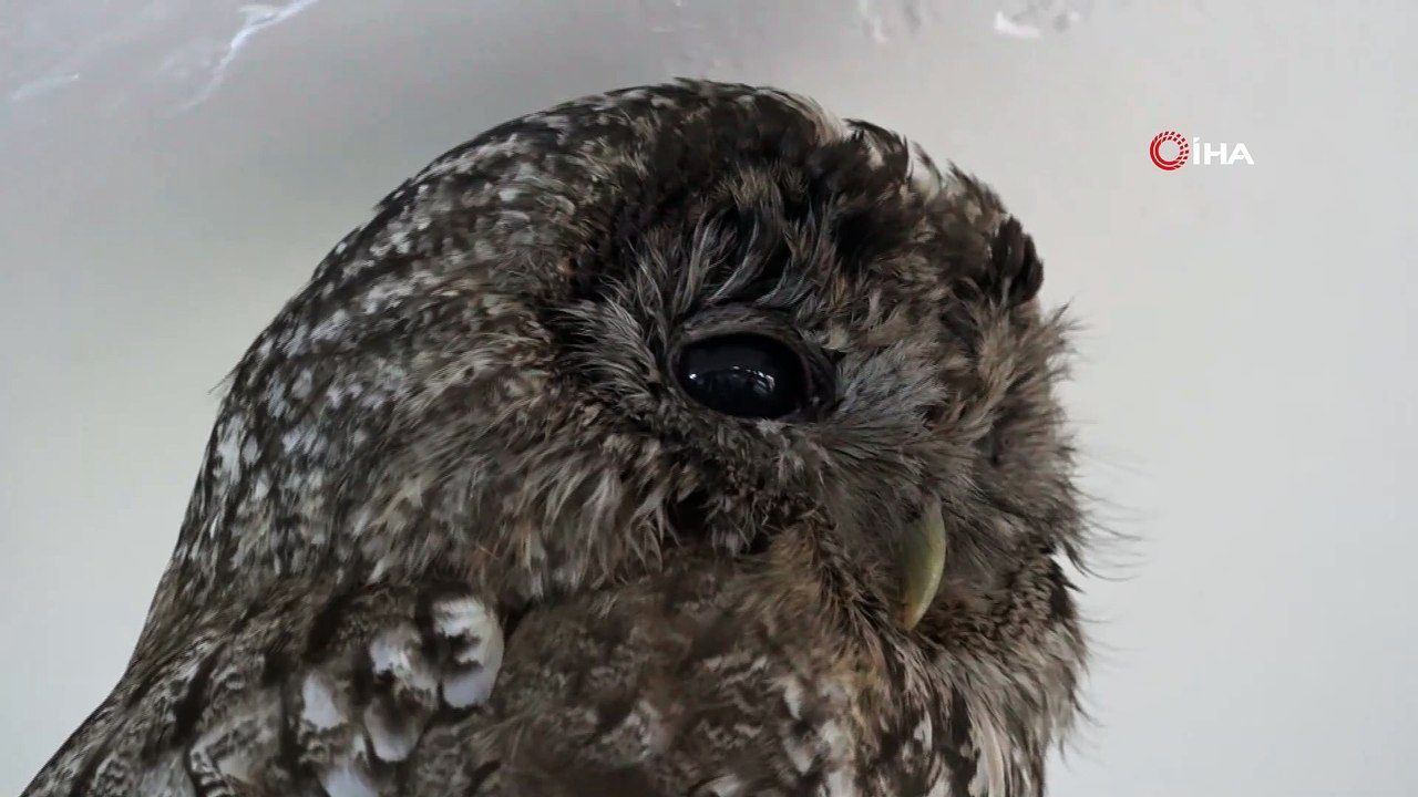 Tedavi altına alınan baykuş ve kızıl şahin doğaya bırakılacağı günü bekliyor