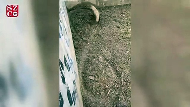 Sosyal medyada tepki toplayan görüntü