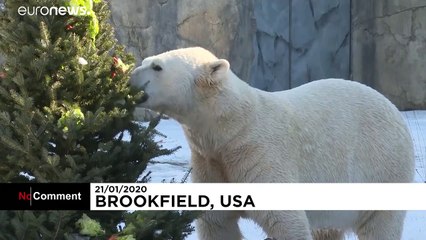 Festin de Noël pour les animaux du zoo de Brookfield