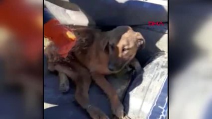 Burdur çöplükte bulunan yaralı köpek tekerlekli sandalyeyle yaşama tutunacak
