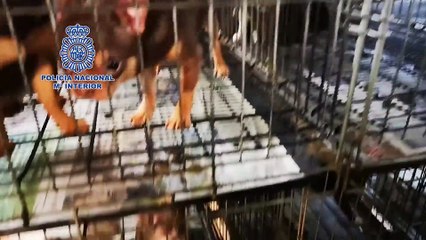 Video herunterladen: Rescatados de criaderos 270 chihuahuas con las cuerdas vocales diseccionadas para no alertar a vecinos