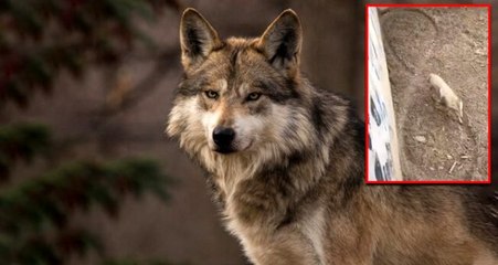 İstanbul'da esaret altındaki kurdun inanılmaz görüntüsü! Ayak iziyle sonsuzluk işareti yaptı