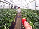 Strawberry Picking イチゴ狩りMUST watch