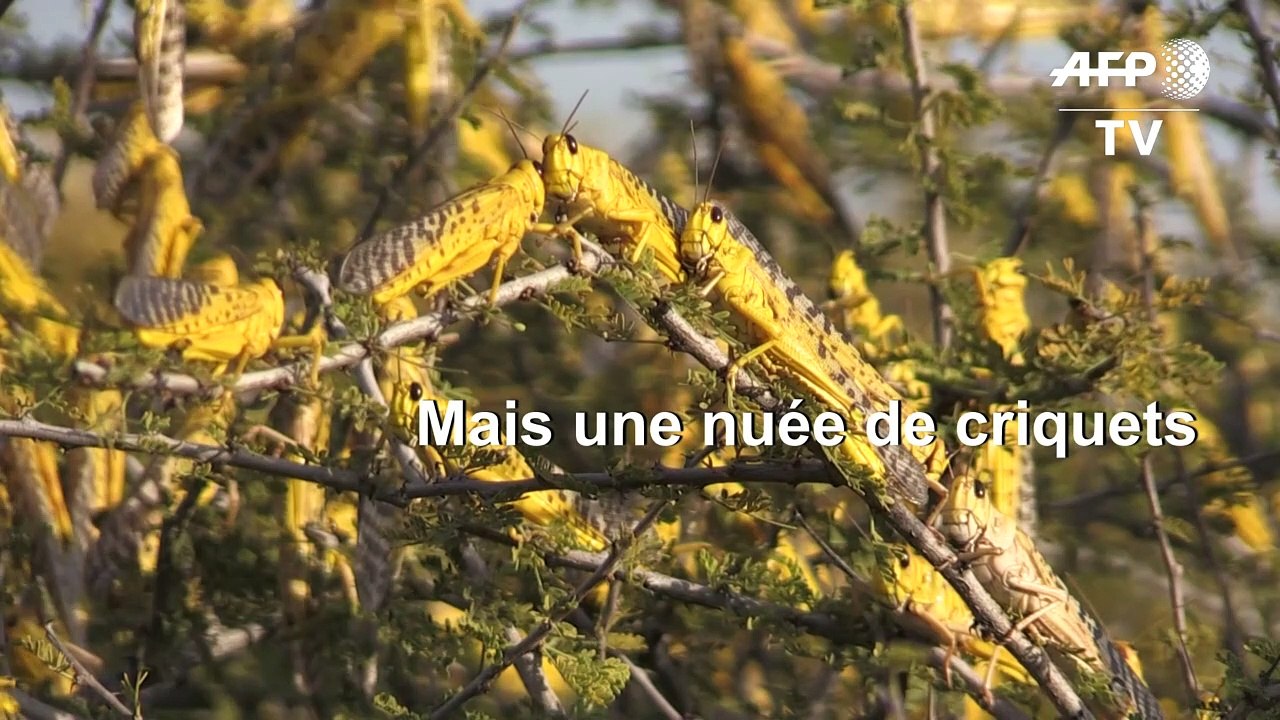 Au Kenya, des infestations de criquets pèlerins d'une ampleur historique