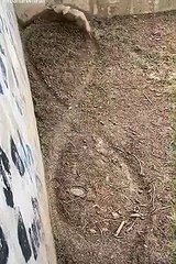 Esaret altındaki kurdun inanılmaz görüntüsü !