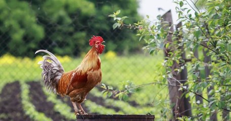 Coqs, cigales, cloches... les députés sont prêts à protéger « le patrimoine sensoriel » des campagnes