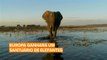 Primeiro santuário de elefantes da União Europeia será inaugurado em breve