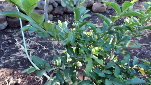 Two and a half year old Guava Tree already producing Fruit