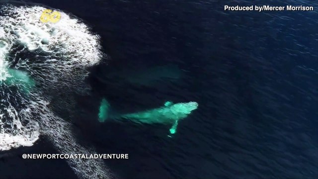 Whale Watching! Check Out This Breathtaking Drone Footage of Migrating Gray Whales!
