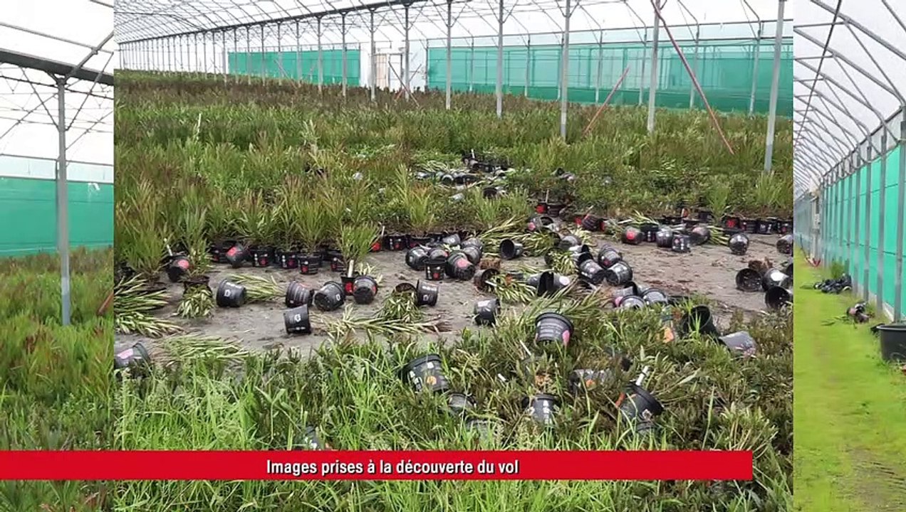 Sernhac :  1 500 lauriers roses ont été volés sur une pépinière