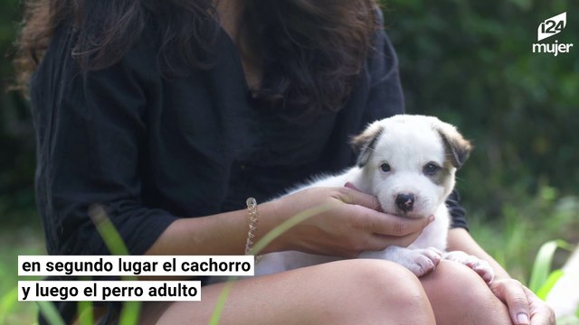 Sentimos más empatía por nuestras mascotas que por otros humanos, lo dice la ciencia