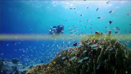 Adventures of Paradise: Tales from Okinawa TRAILER