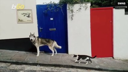 Cat and Dog Make Unlikely Fur-Ever Friends