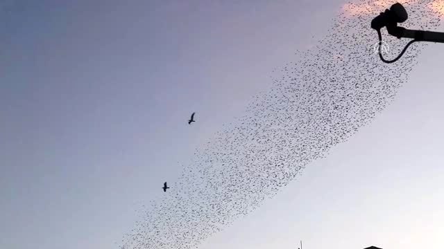 Sığırcıkların dansı izleyenlere görsel şölen yaşattı