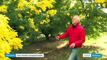 Côte d'Azur : une récolte de mimosas exceptionnelle