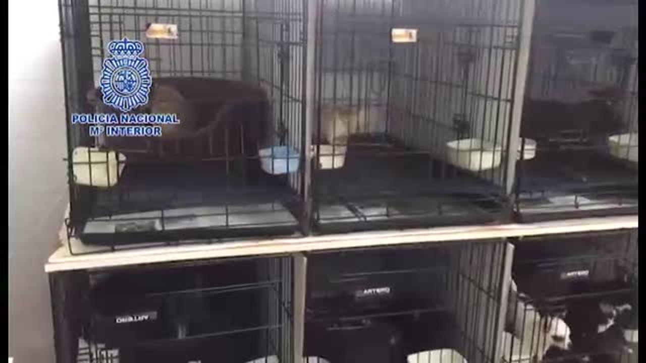 Un matrimonio de Arganda al mando del criadero de chihuahuas maltratados