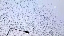 Yüzlerce kuşun toplu uçuşu dikkati çekti