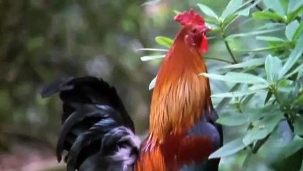 The Private Life of Chickens (BBC Nature Documentary)