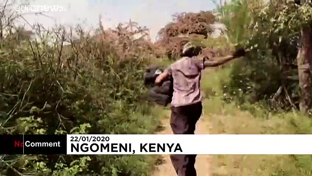 Locust swarms threaten East Africa's food security