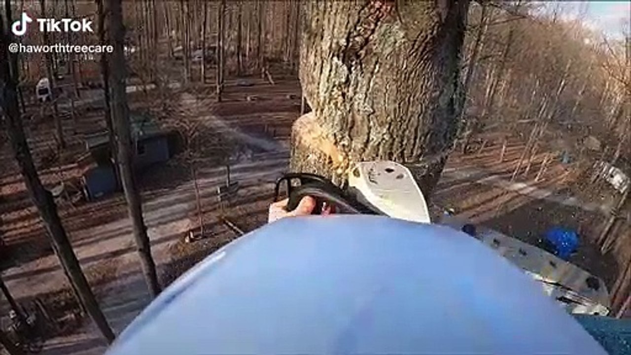 Et oui, le bûcherons aussi plantent des arbres, mais à leur façon