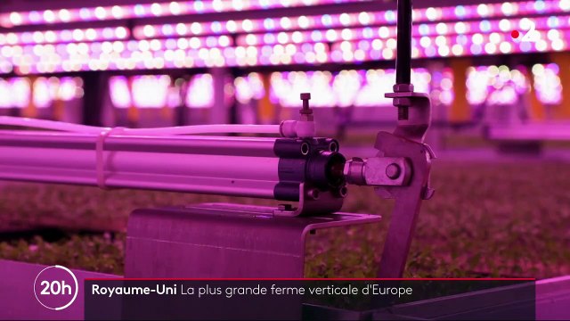 Angleterre : la ferme du futur fait pousser les herbes aromatiques à la verticale