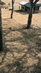 Magpie Chases Brown Snake Away