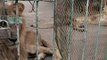 Indignación mundial por leones hambrientos y desnutridos en un zoológico de Sudán
