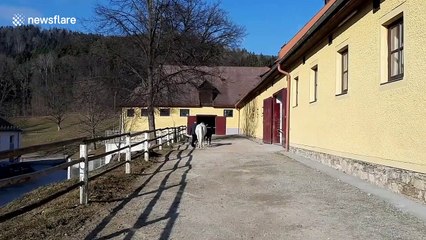 Adorable first foal of 2020 born at famous Spanish Riding School in Vienna