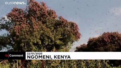 Les criquets pèlerins menacent l’agriculture kényane